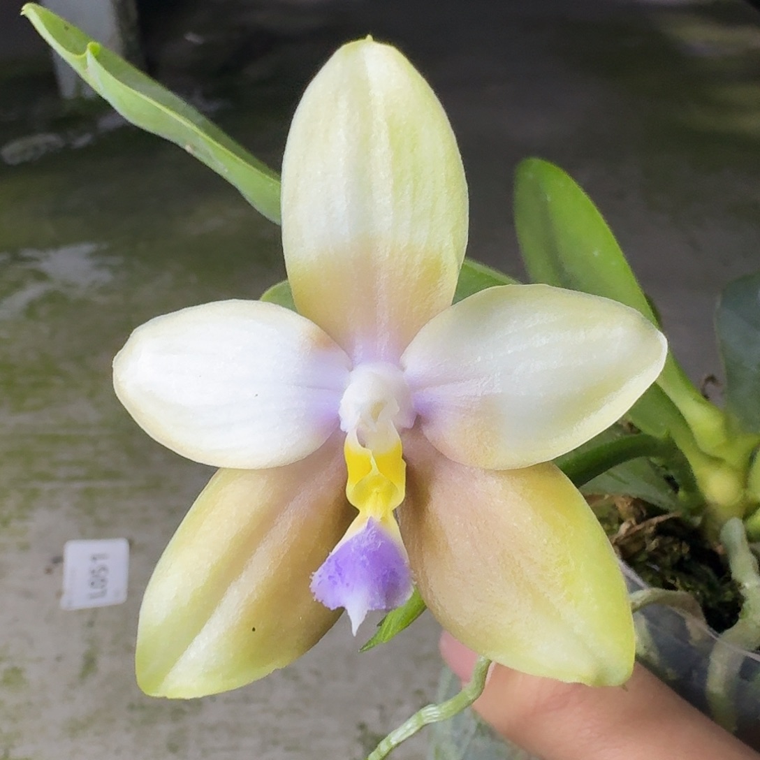 当前无花栽培后可以开花D538 N6506 晕染