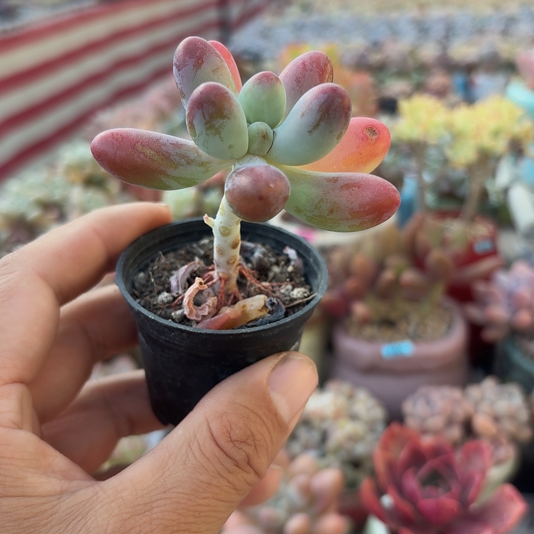 胖大星多肉植物6.8