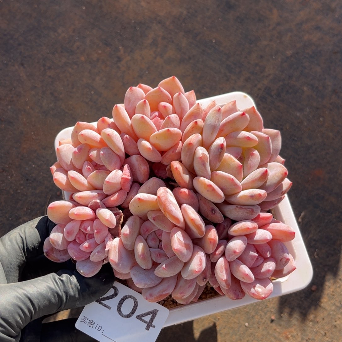 P***l204号  带盆发货   新疆西藏内蒙古不包邮的
