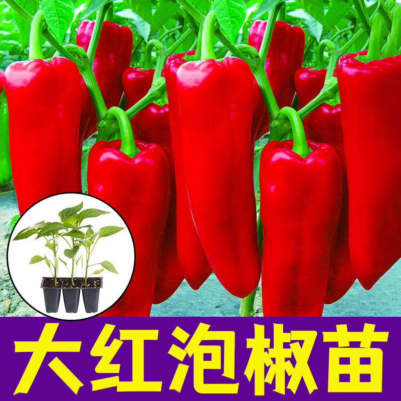 大红泡椒辣椒苗秧苗小米辣幼苗七彩椒苗树尖椒青椒苗四季盆栽菜苗