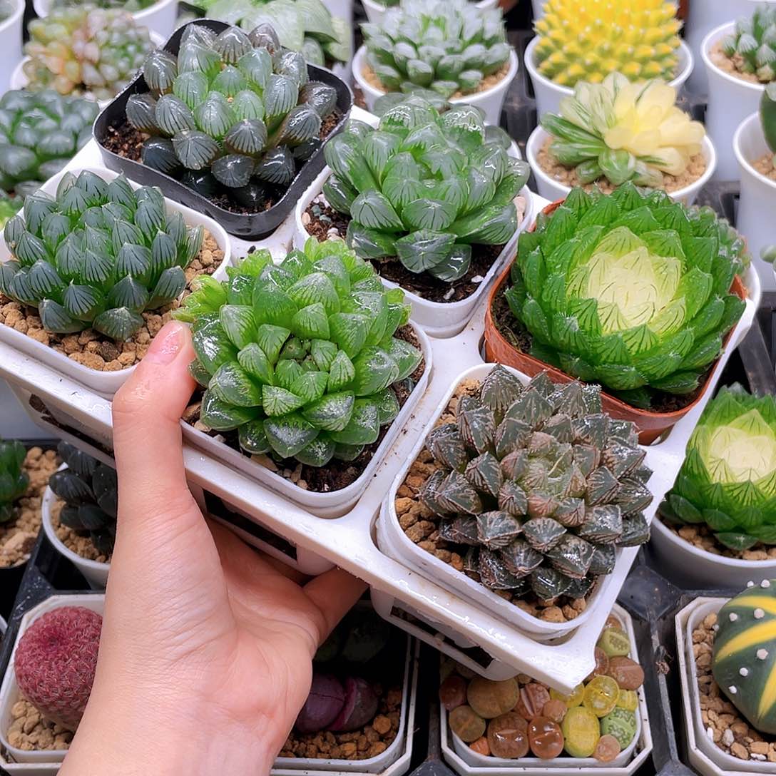 玉露六件套多肉，原盆