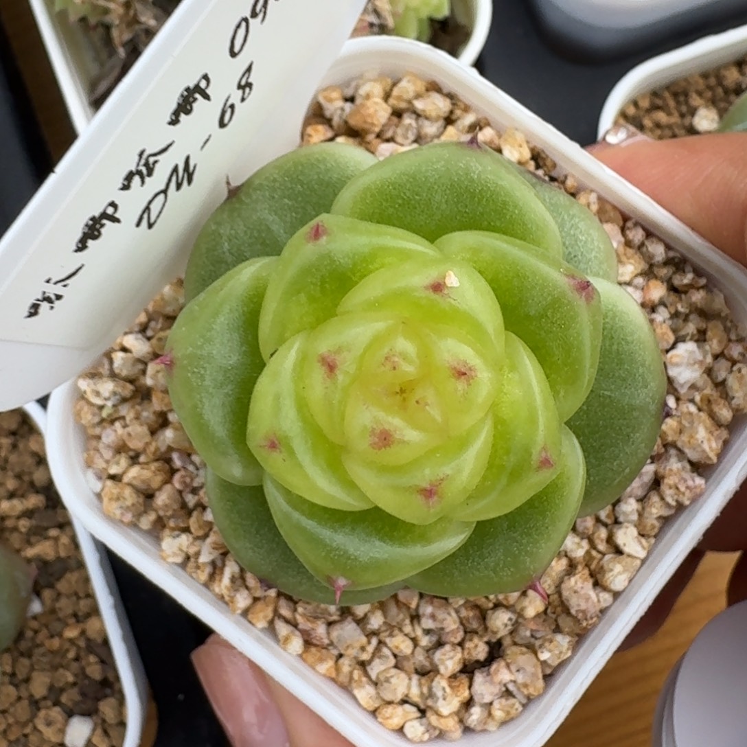 0906-068-宝拉珍妮