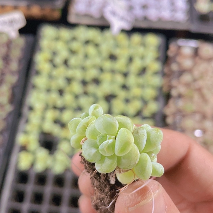 阳光玫瑰精品多肉