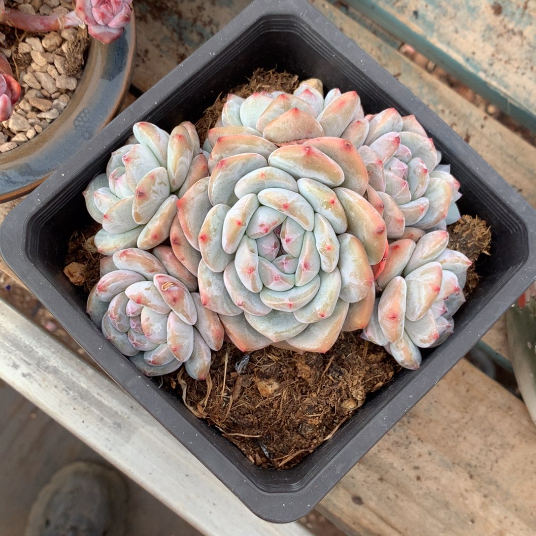 石榴籽无砍绿底花花