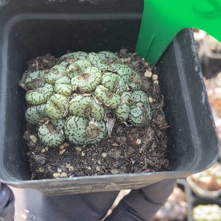 735多肉植物保护