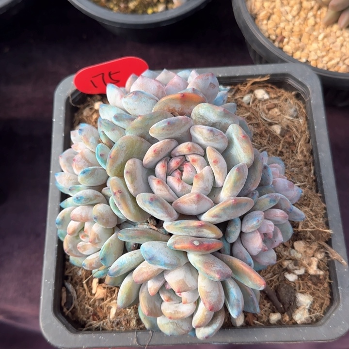 15厘米左右一物一拍石榴籽