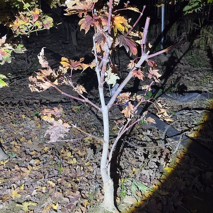 完全开放赤芽枫树，庭院必备