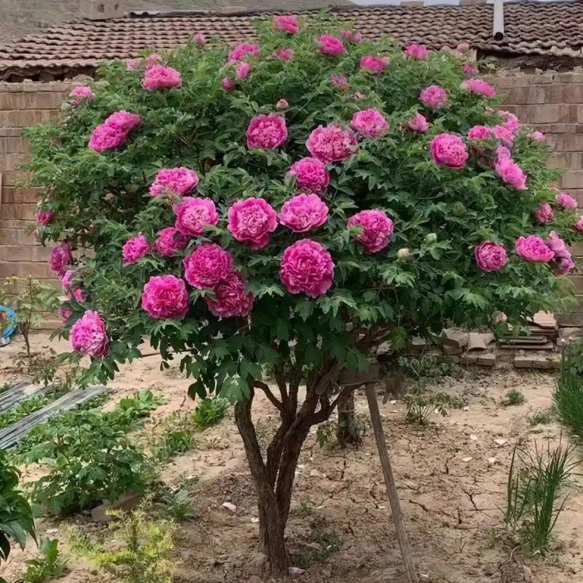 甘肃紫斑牡丹基地直发南北方可种植别墅庭院景观（不包邮运费到付）