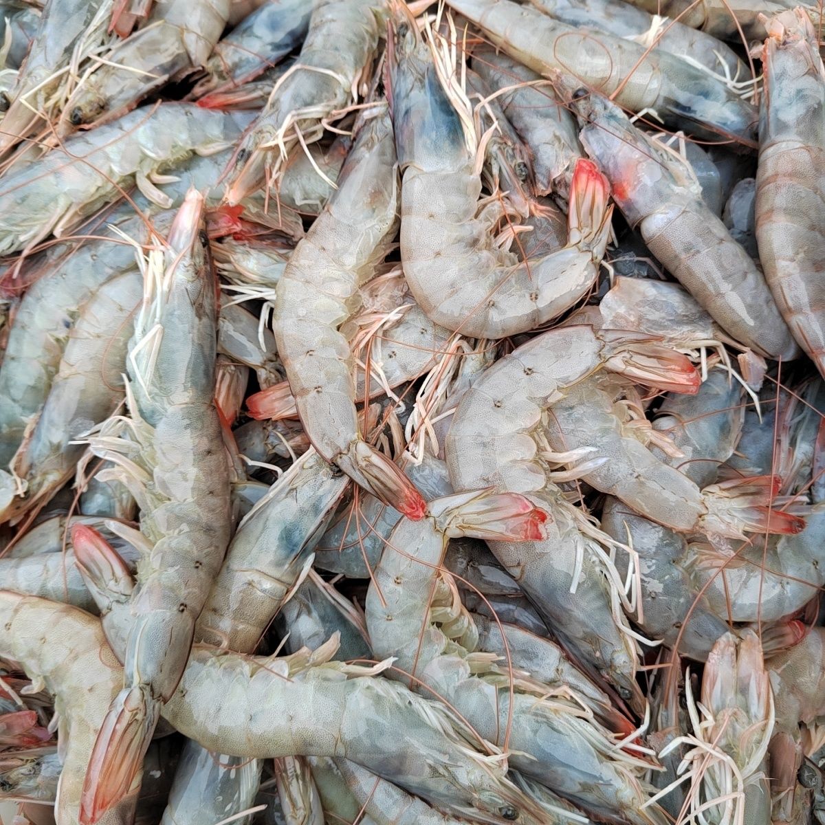 海虾，5斤(12~13只/斤)顺丰冷链包邮