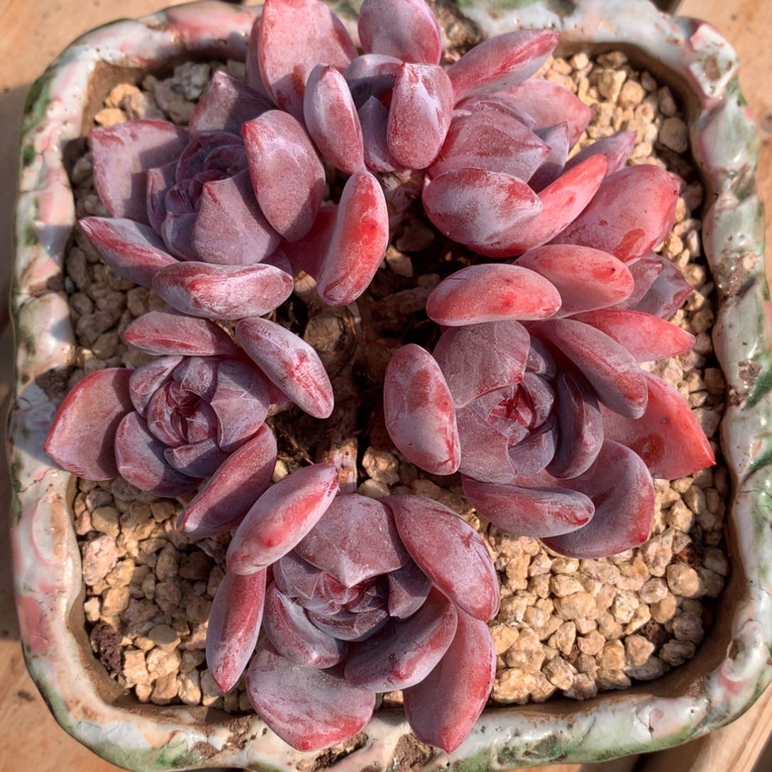 紫皮星影七头群冠幅12cm