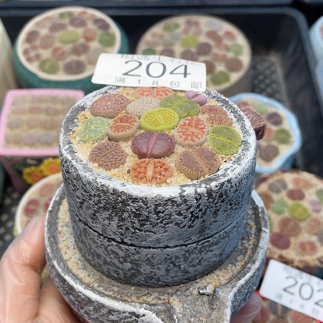 相遇开播福利204