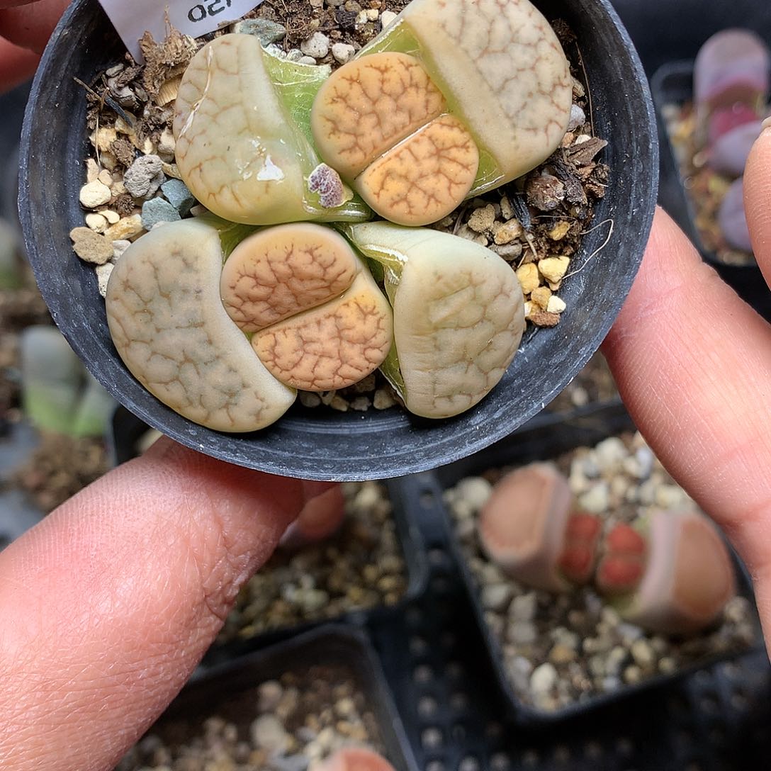 A129多肉植物保护研究所