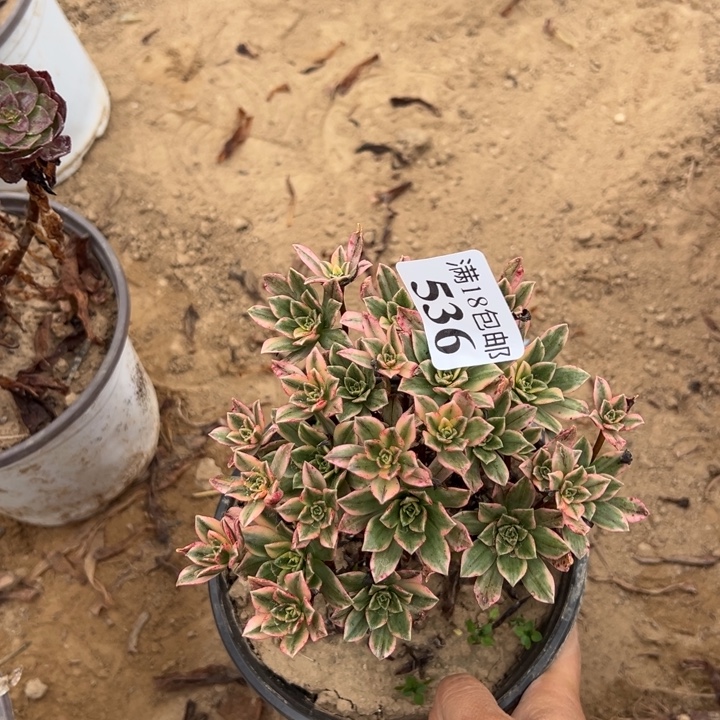 536甜茶小手捧2号棚