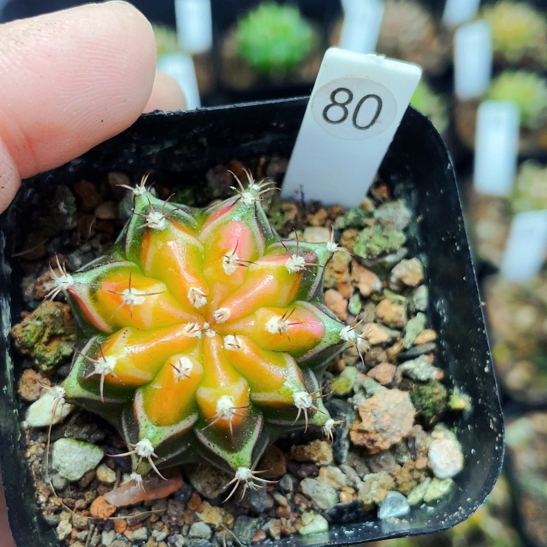 大*儿非偏远地区满25包邮仙人球