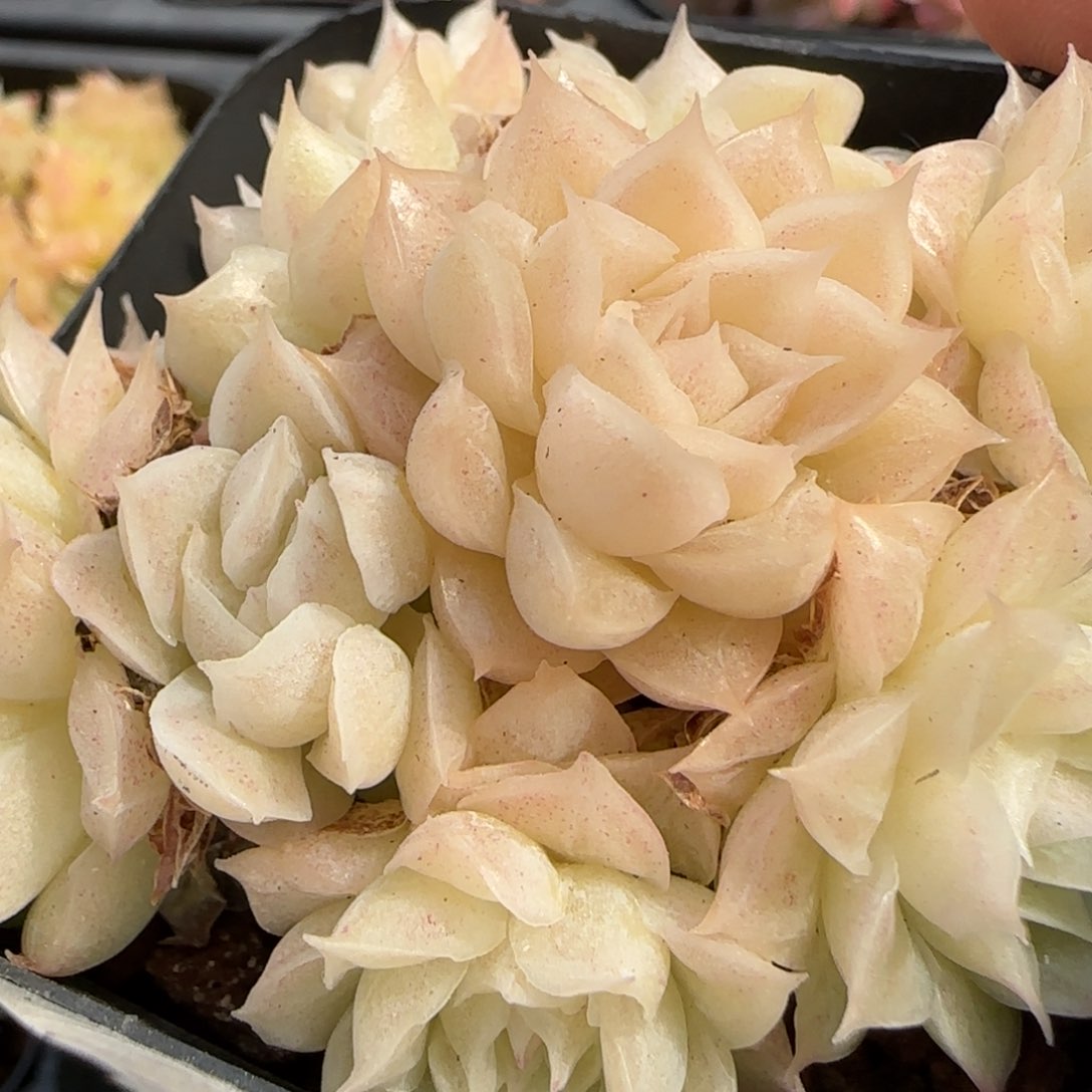 花语逸境0218-143散