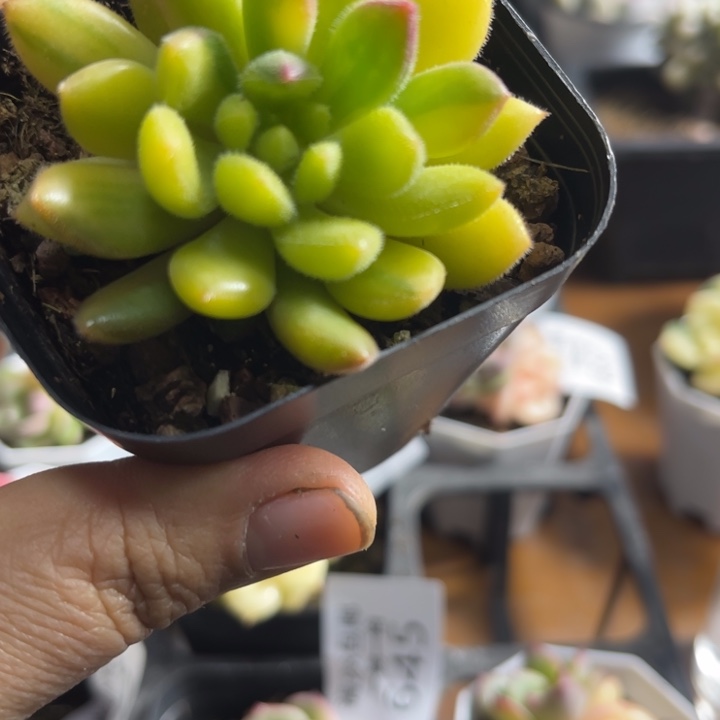 红唇锦多肉植物658