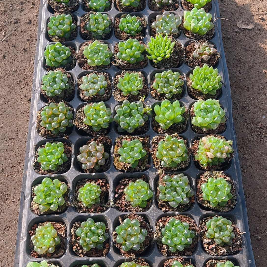 直播福利一物一拍111