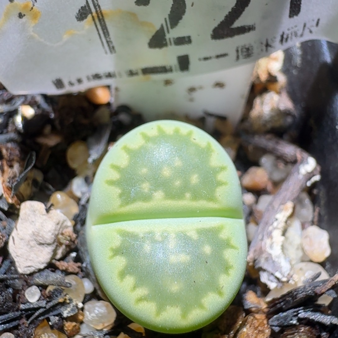 Zzz生石花肉锥1221