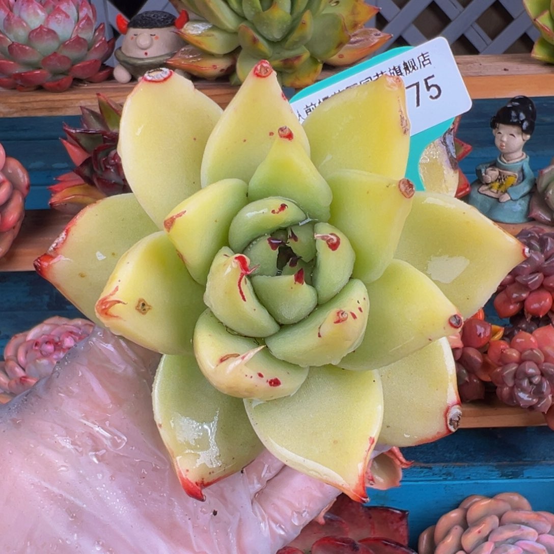 从前慢多肉精选编号0303.175