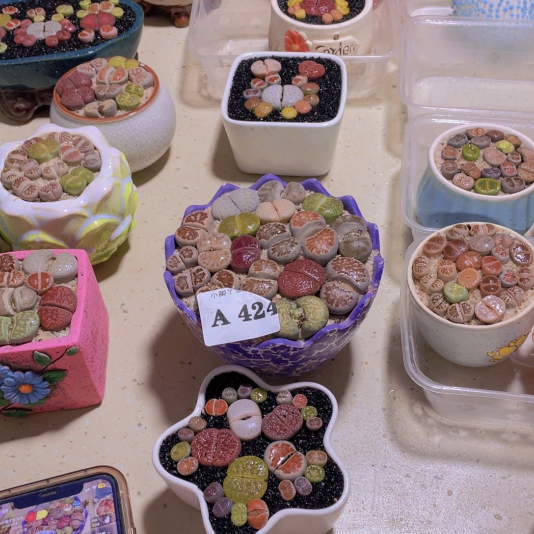 424生石花生石花生石花