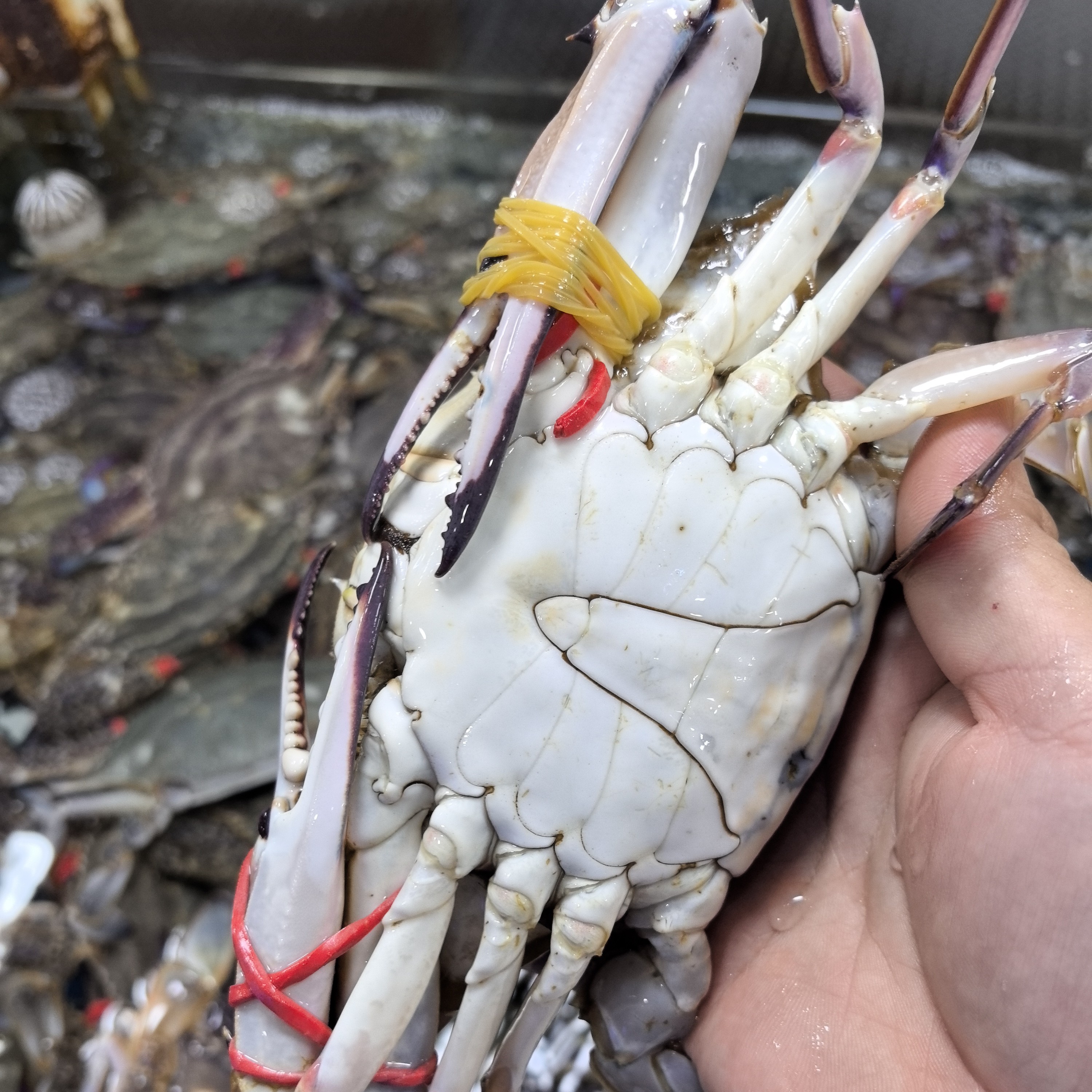 鲜活梭子蟹  5-7两/只  1kg 鲜活打氧发货【保鲜不保活】海捕梭子蟹掉正常