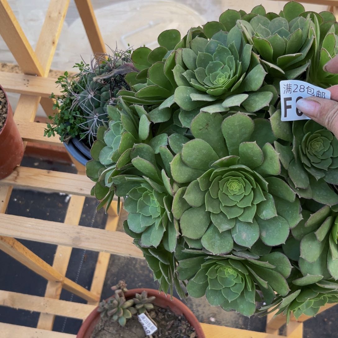 882多肉植物一物一拍