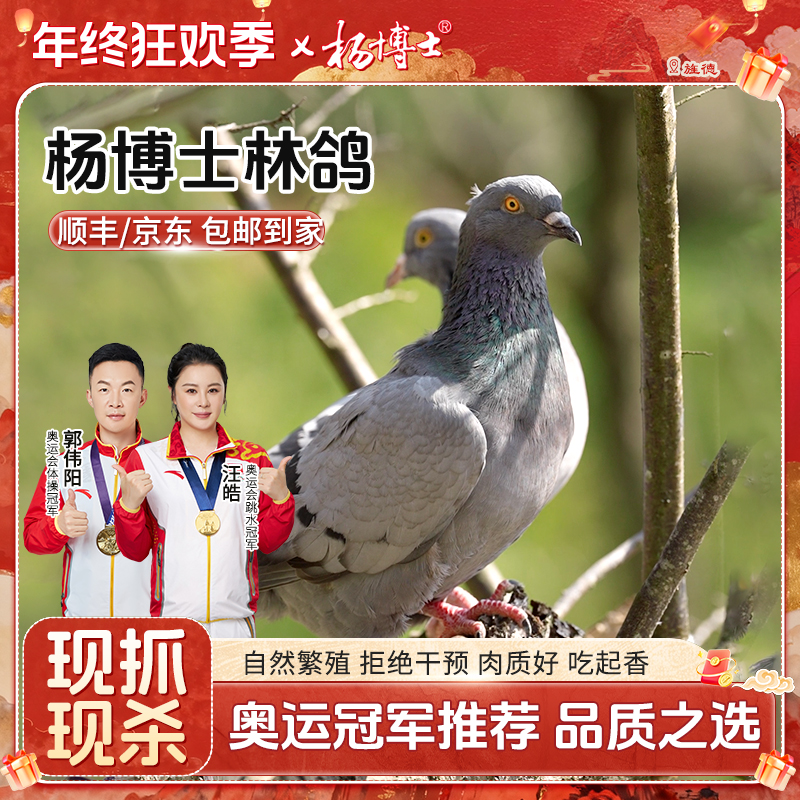 【内蒙甘肃黑龙江吉林青海海南专拍】杨博士散养鸽子新鲜现杀鸽子肉