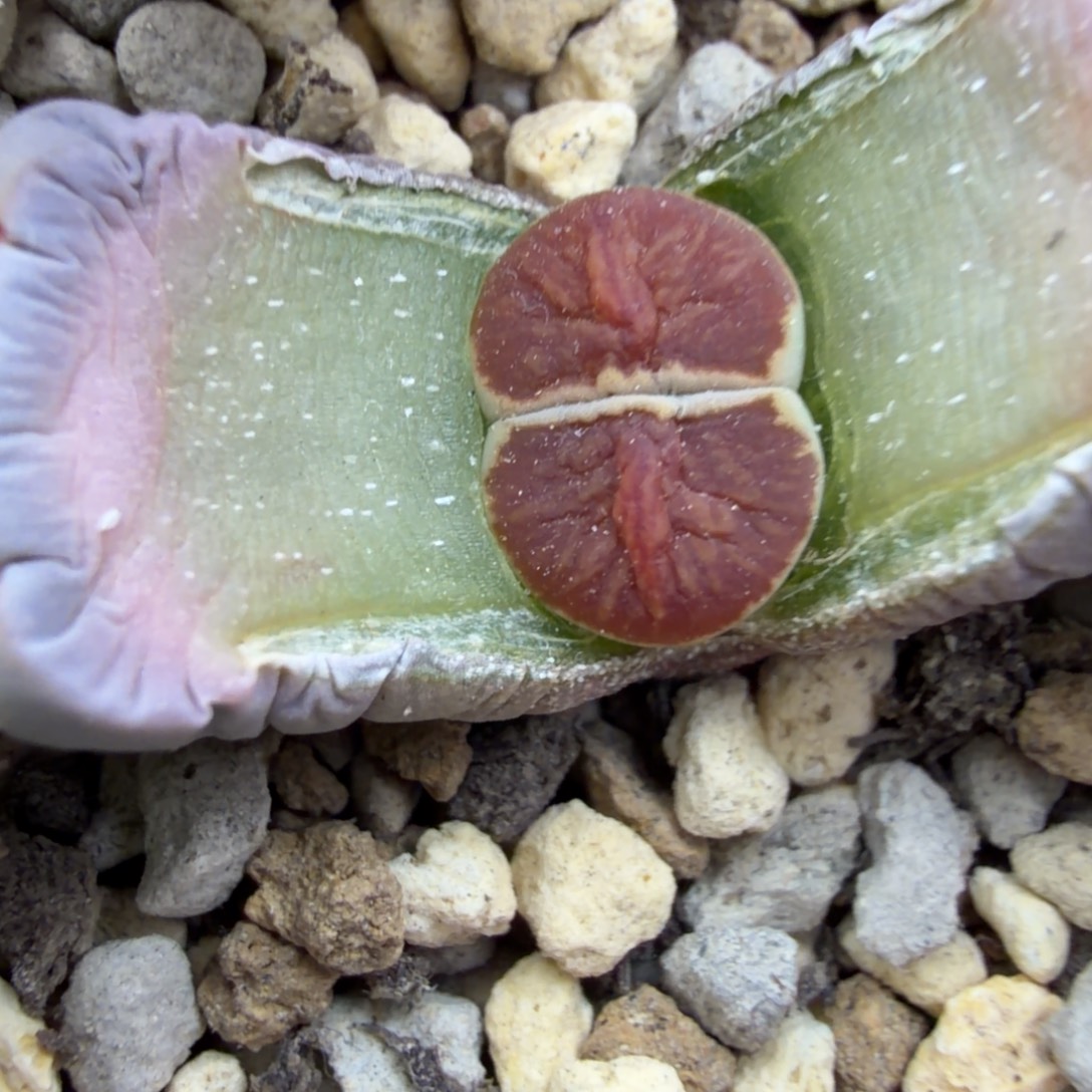 超***骨一颗红窗菊精品福利