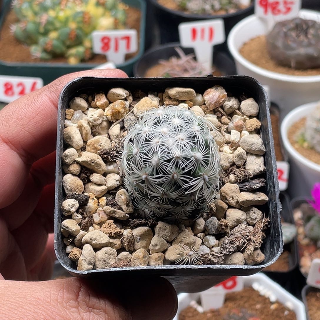 都锦圆锥玉属仙人球