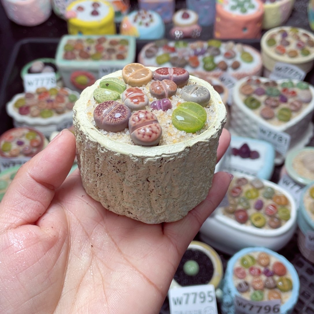 w7797 -零下地区拍保温箱-15支持寄养