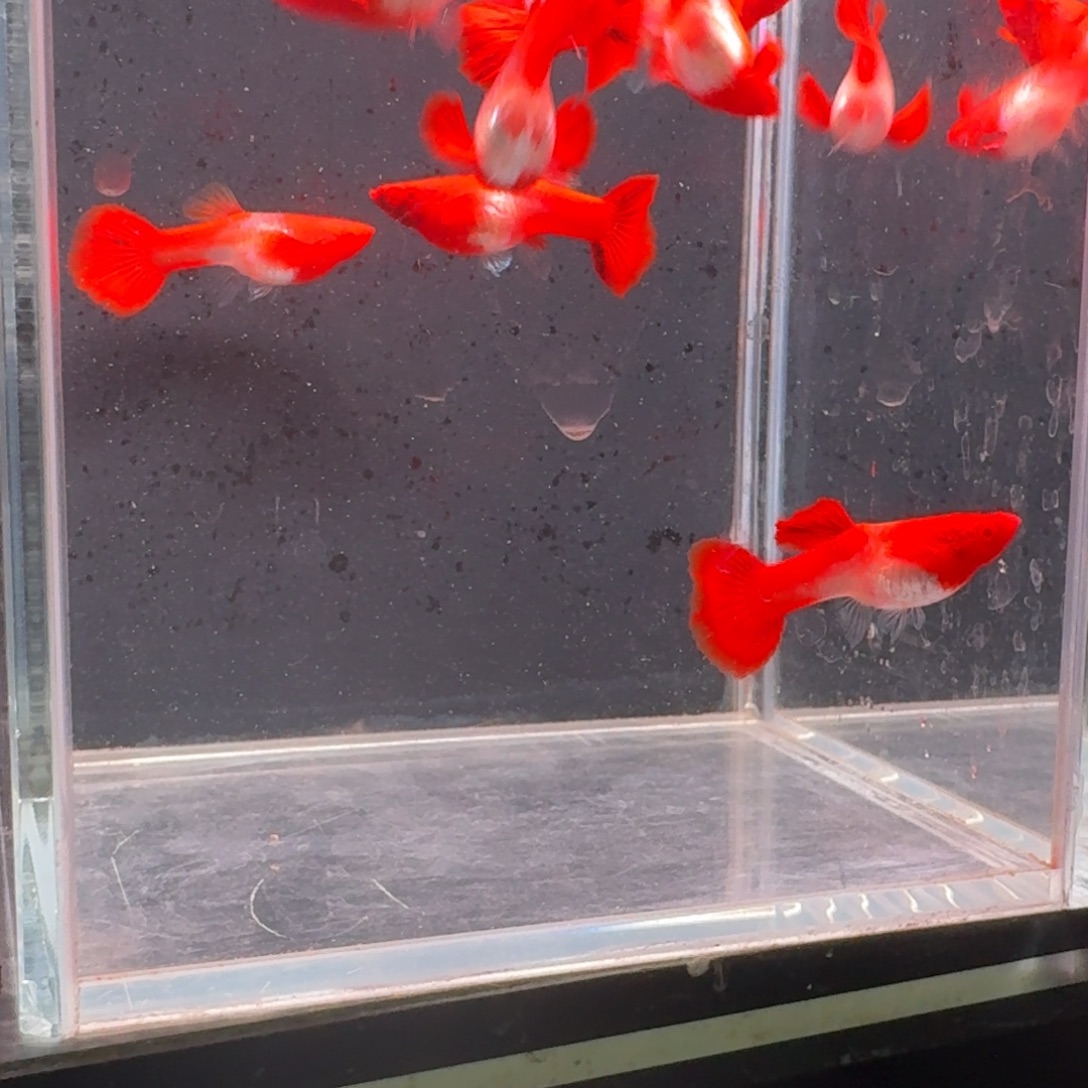 孔雀鱼小号双分水10母