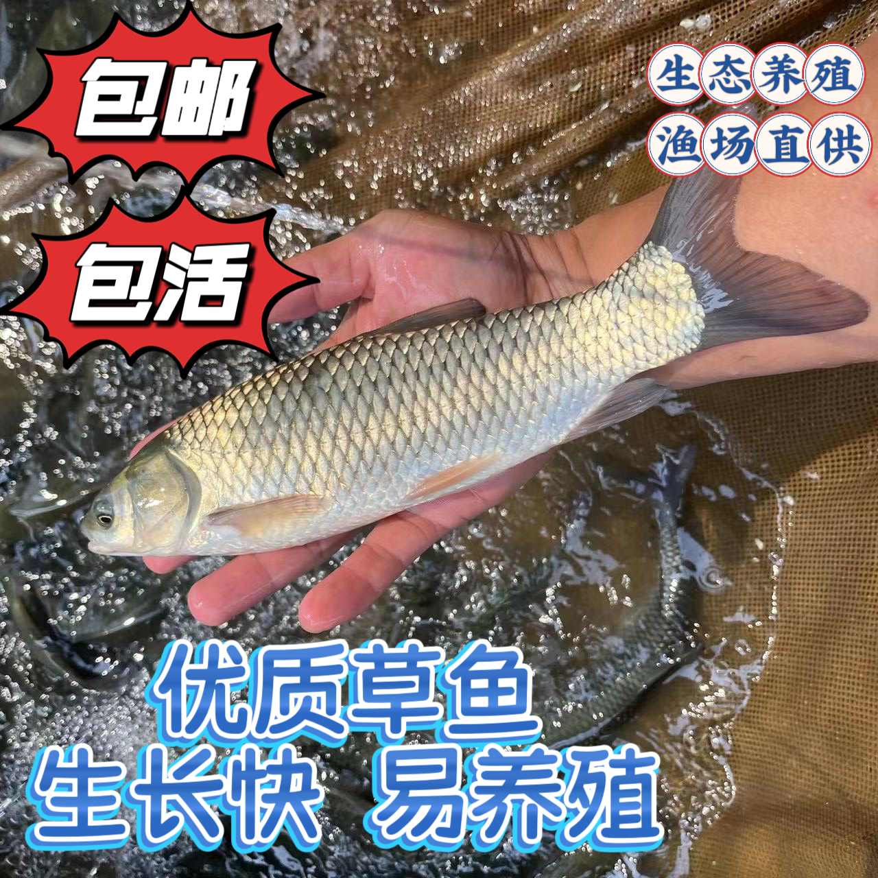 草鱼草混子淡水皖鱼四大家鱼淡水活体