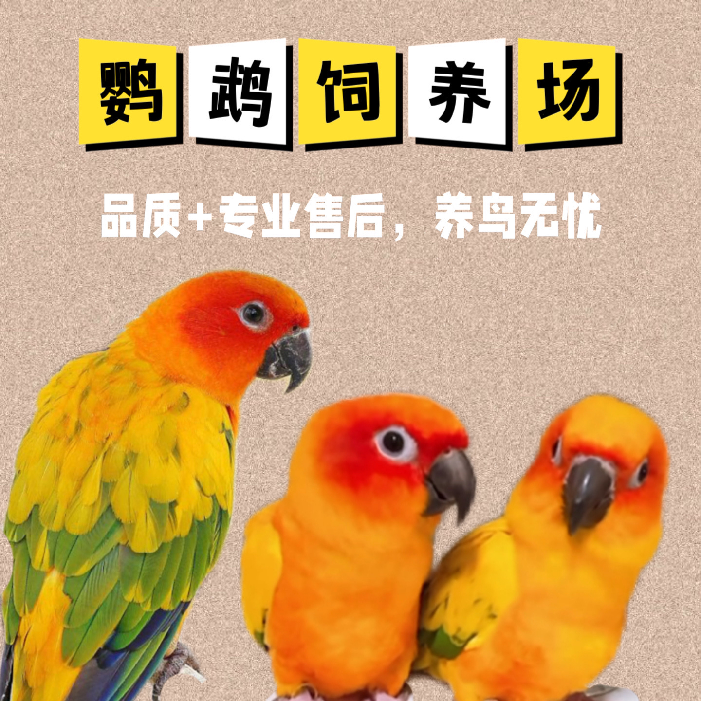 活体小鹦鹉  金色 下单免费咨询饲养方法 