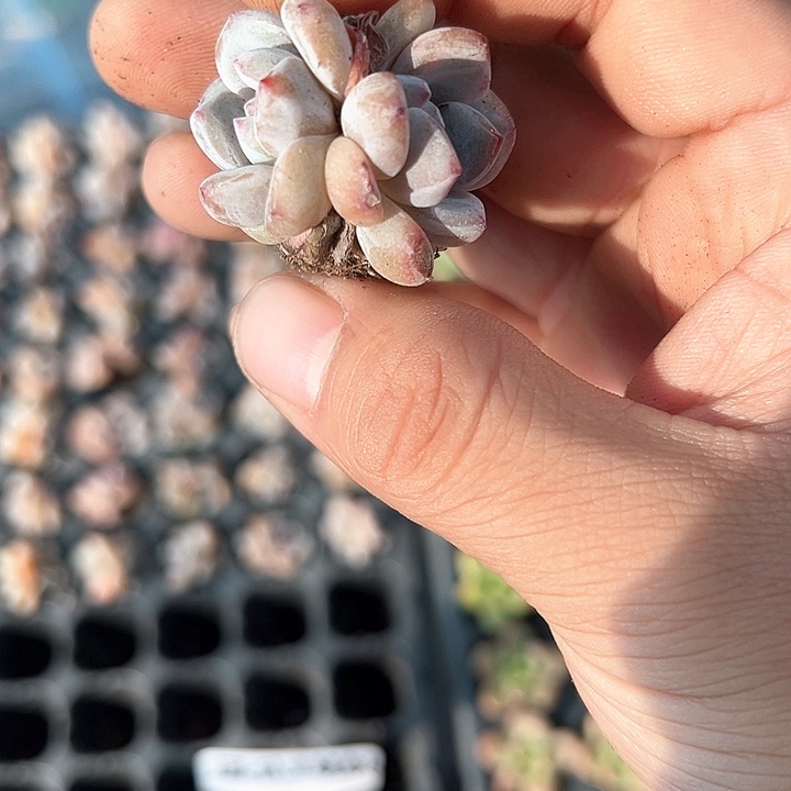 日系星影 满10颗包邮