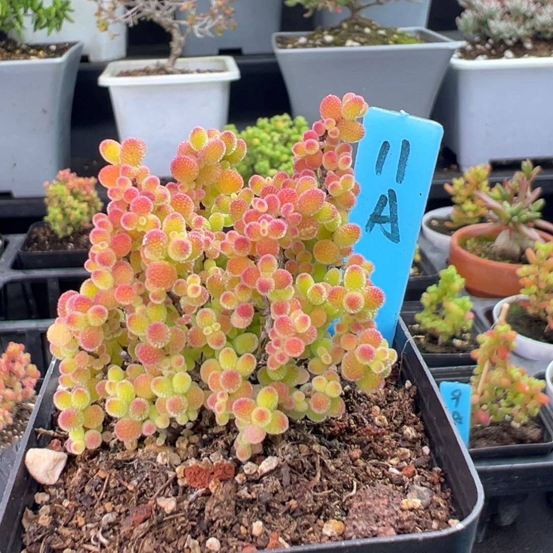 精控蜜橘糖球11号