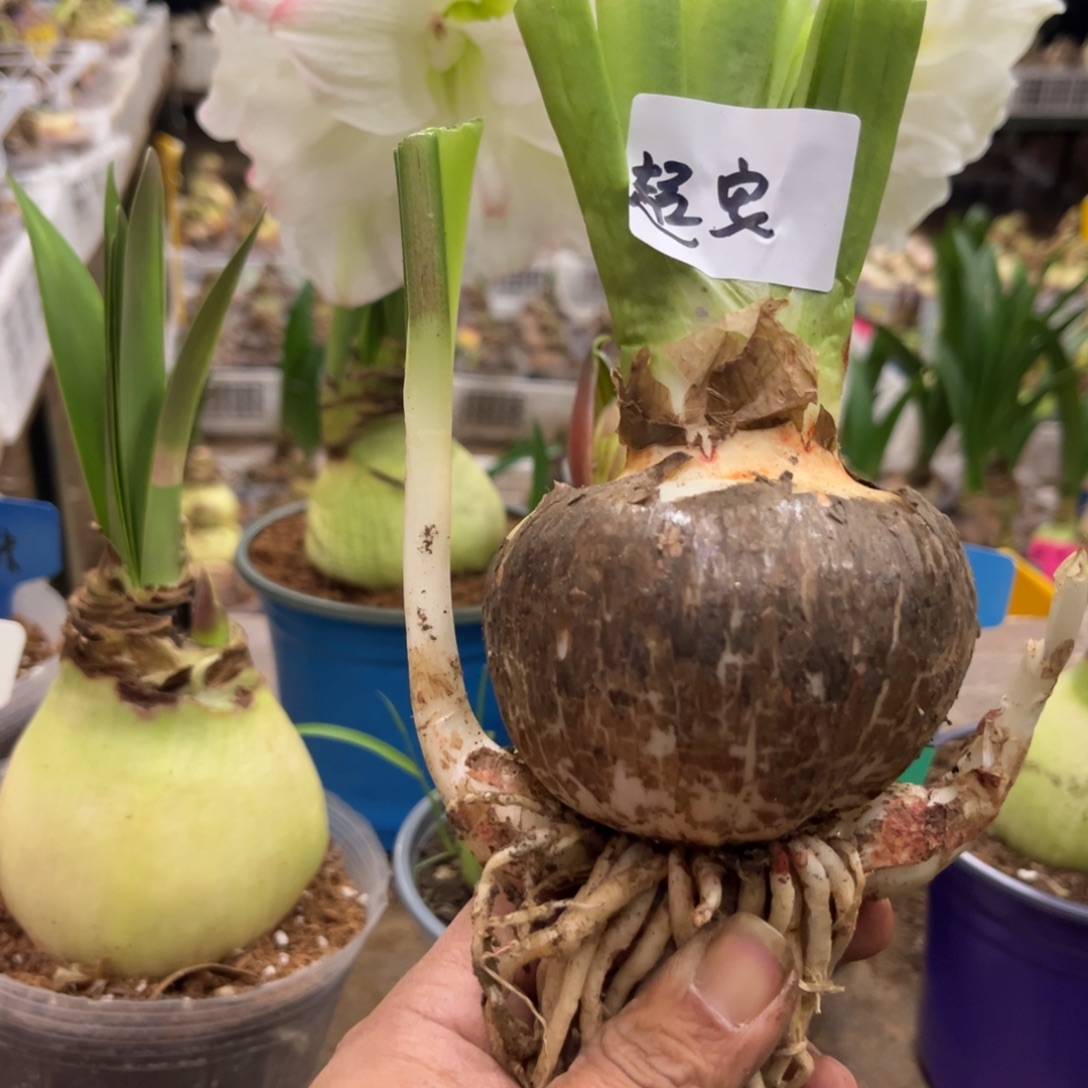 安***7超级安瑞雅朱顶红