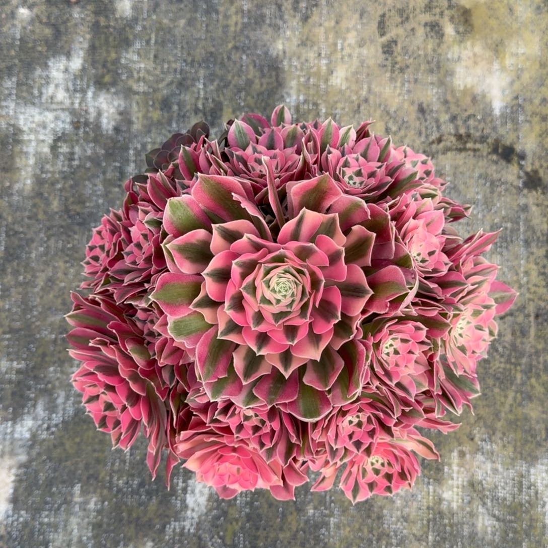 幸*粉女巫法师多肉植物