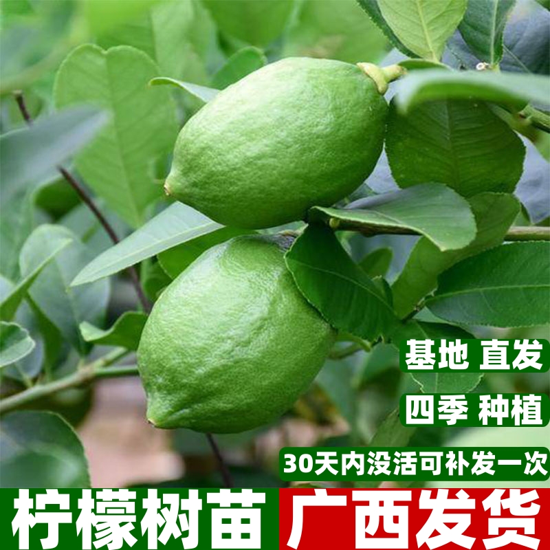 广东香水柠檬树苗嫁接果树苗四季青柠香水柠檬苗庭院盆栽当年结果