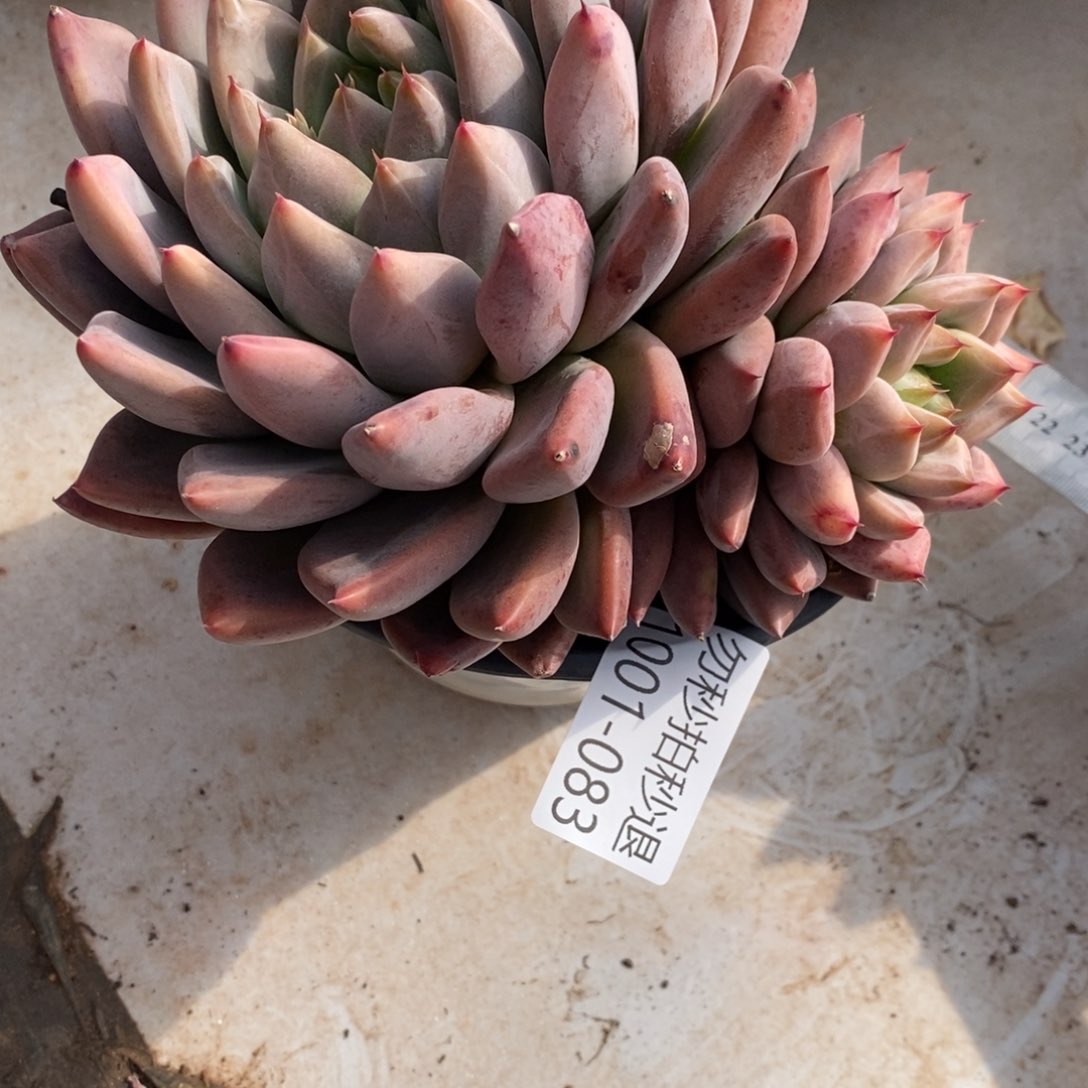 汪*两单包邮101-83婚戒