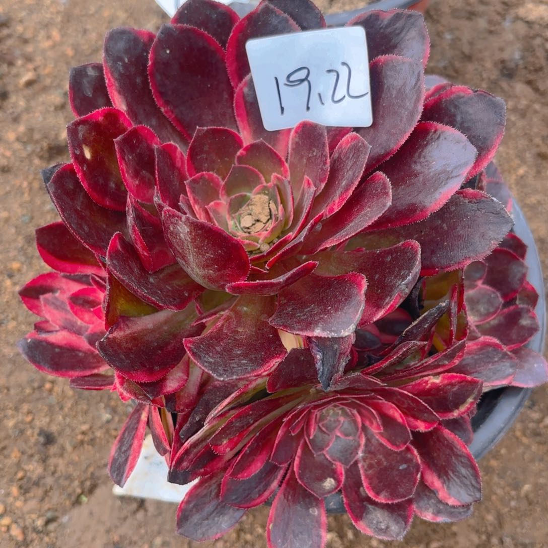 黑膜锦多肉多肉植物19.22号