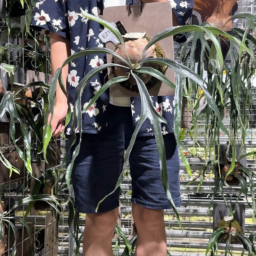 无花朵E212-小猫咪孢子苗