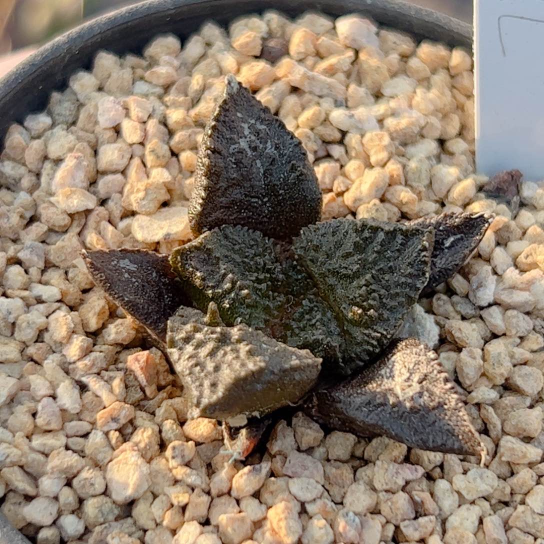 实生 龟甲牡丹仙人球