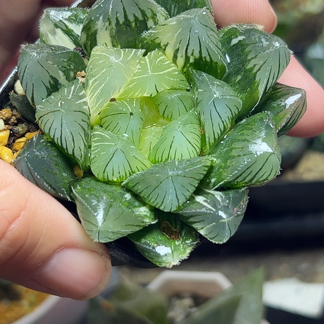 特大赤线母本十二卷十二卷