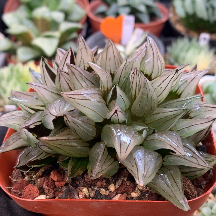 西瓜寿，带盆土发货了