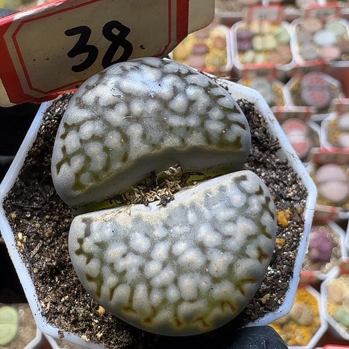 生石花1111112。   25