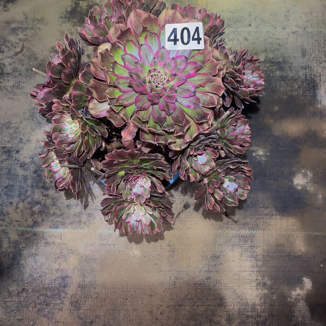 多肉法师404号玲珑发货不包损