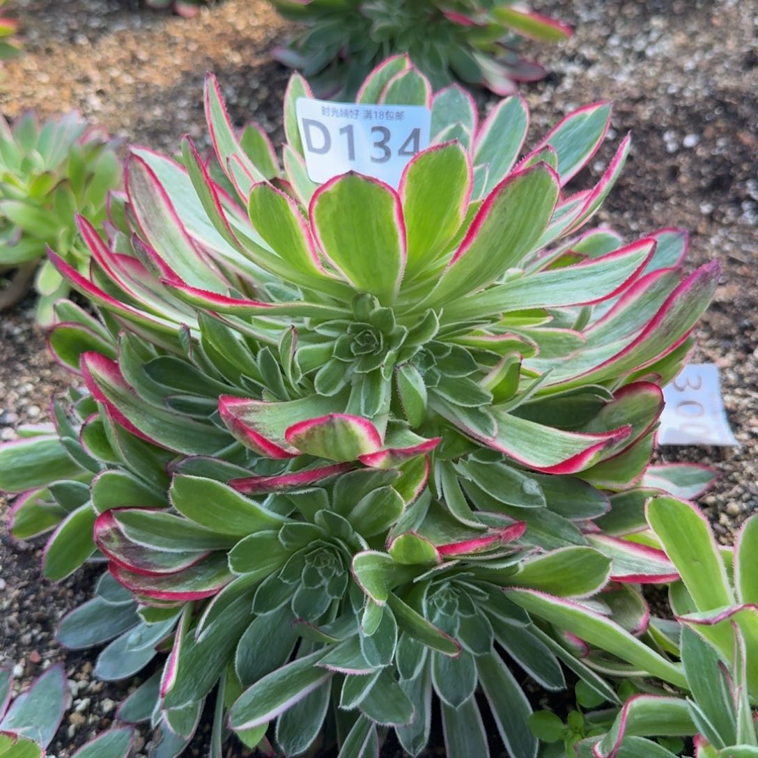 134孔雀翎。多肉植物