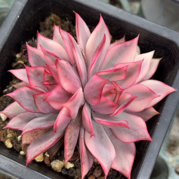 宝莲灯红锦一物一拍锦龙