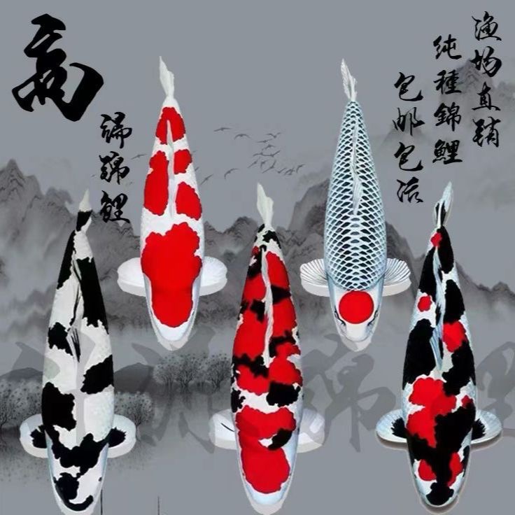 纯种日本板井锦鲤冷水鱼11-13公分好养耐活 红白 大正 昭和随即发