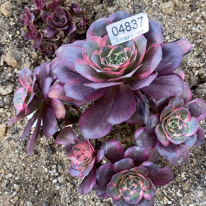04837魅金玫瑰锦多肉植物
